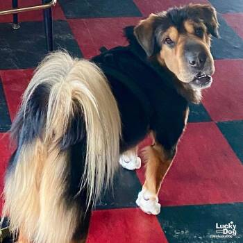 Stevie Nicks -  Shar Pei Dog for Adoption in Washington, District Of Columbia - Stevie Nicks | PetCurious