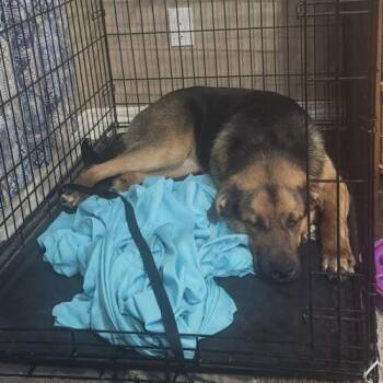 Australian Shepherd and Mixed Breed Dogs Available for Adoption - Tommy | PetCurious