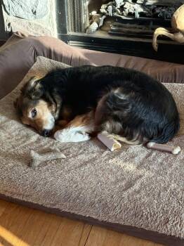 Australian Shepherd Dogs Available for Adoption - 1084 Mr. Mayhem | PetCurious