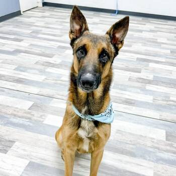 German Shepherd Dog and Belgian Shepherd Malinois Dogs Available for Adoption - Max | PetCurious