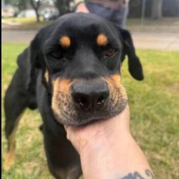 Zeke -  Mixed Breed Dog for Adoption in Springboro, Ohio - Zeke | PetCurious