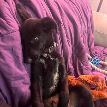 Georgie -  German Shepherd Dog Dog for Adoption in Myrtle Beach, South Carolina - Georgie | PetCurious