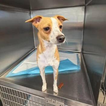 Cappy 26-09-062 -  Terrier and Mixed Breed Dog for Adoption in Bastrop, Texas - Cappy 26-09-062 | PetCurious