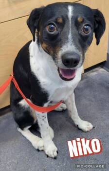 Niko -  Rat Terrier and Beagle Dog for Adoption in Ringwood, New Jersey - Niko | PetCurious