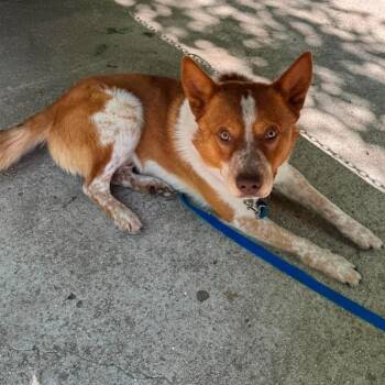 Mixed Breed Dogs Available for Adoption in Edwardsville, Illinois - Dutchbro | PetCurious