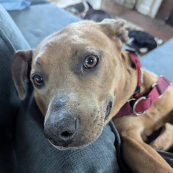 Penny -  American Staffordshire Terrier Dog for Adoption in Mooresville, Indiana - Penny | PetCurious