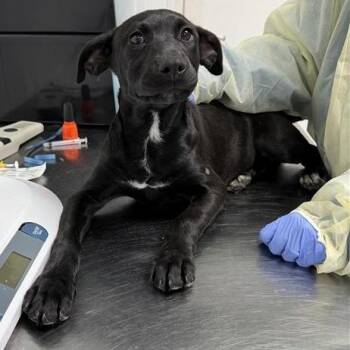 Mixed Breed and Black Labrador Retriever Dogs Available for Adoption in Salt Lake City, Utah - Yosemite | PetCurious