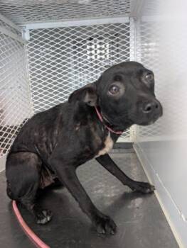 Rescue Chihuahua Dogs for Adoption in Thousand Oaks, California - Mama Nat -- URGETNT!! LONGTIME RESIDENT!! | PetCurious