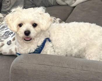 Rocky -  Shih Poo Dog for Adoption in Matthews, North Carolina - Rocky | PetCurious