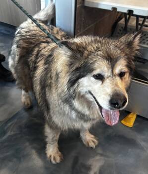 Rescue Alaskan Malamute Dogs for Adoption in Pontiac, Michigan - Mia | PetCurious