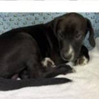Labrador Retriever and Mixed Breed Dogs Available for Adoption in Tampa, Florida - Baker | PetCurious