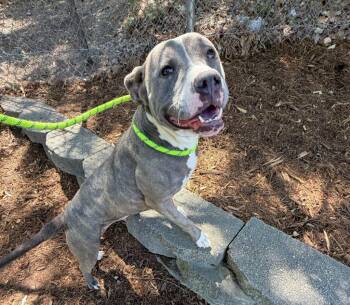 Merida -  Mixed Breed Dog Available for Adoption in Durham, North Carolina - Merida | PetCurious