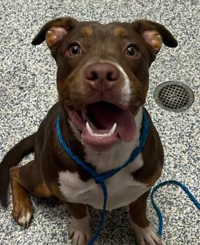 Lady Blue -  American Bully and Beagle Dog for Adoption in Golden, Colorado - Lady Blue | PetCurious
