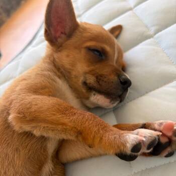 Wheeler -  Mixed Breed Dog for Adoption in Frederiksted, St. Croix - Wheeler | PetCurious