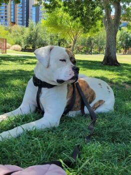 Pit Bull Terrier Dogs Available for Adoption in Chandler, Arizona - FREYA | PetCurious