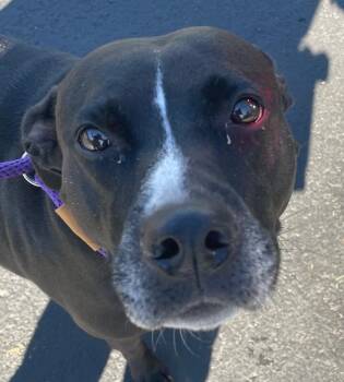 Roxx (actual) -  Mixed Breed Dog for Adoption in Cincinnati, Ohio - Roxx (actual) | PetCurious