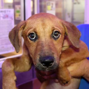 Daphne -  Mixed Breed Dog for Adoption in Port Washington, New York - Daphne | PetCurious