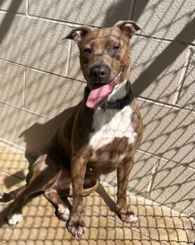 DESTINY -  Pit Bull Terrier Dog for Adoption in Elizabethton, Tennessee - DESTINY | PetCurious