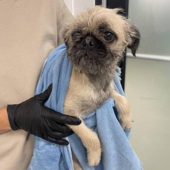 Pug and Mixed Breed Dogs Available for Adoption in Abilene, Texas - Kiss | PetCurious