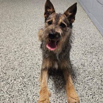 Schnauzer and German Shepherd Dog Dogs Available for Adoption - JACQUES | PetCurious