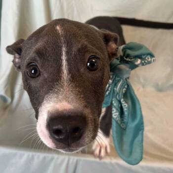 Ezra -  Mixed Breed Dog for Adoption in Canal Winchester, Ohio - Ezra | PetCurious