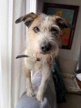 Parson Russell Terrier Dogs Available for Adoption in La Grange Park, Illinois - Lucille | PetCurious