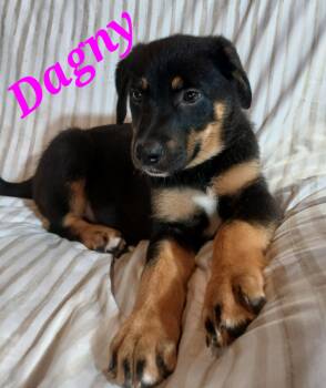 German Shepherd Dog Dogs Available for Adoption in Rome, Georgia - Dagny | PetCurious