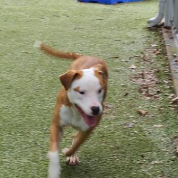 Terrier Dogs Available for Adoption - Tater Tot | PetCurious