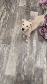 Rescue Terrier Dogs for Adoption in Mishawaka, Indiana - Paddington | PetCurious