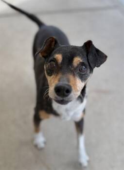 REYLAND GRACE -  Rat Terrier and Mixed Breed Dog for Adoption in Sacramento, California - REYLAND GRACE | PetCurious