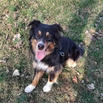Rescue Australian Shepherd Dogs for Adoption in Alexandria, Virginia - Winnie | PetCurious