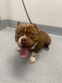 English Bulldog and Pit Bull Terrier Dogs Available for Adoption in Indianapolis, Indiana - FELLY | PetCurious