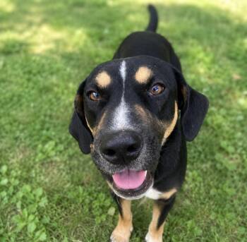 Mochaccino, the sweet companion -  Mixed Breed and Black And Tan Coonhound Dog for Adoption in Houston, Texas - Mochaccino, The Sweet Companion | PetCurious