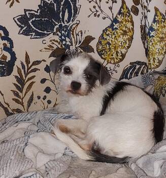 FOSTER ME - Pip -  Terrier Dog for Adoption in Grafton, Wisconsin - FOSTER ME - Pip | PetCurious