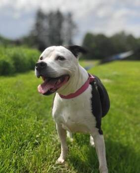 Rescue Pit Bull Terrier Dogs for Adoption in Cumberland, Maine - -LEXI In Maine | PetCurious