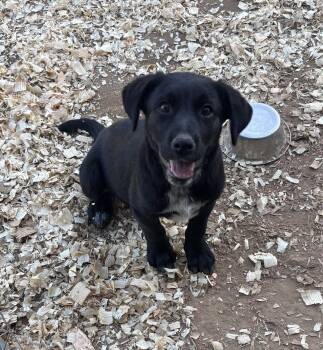 Labrador Retriever Dogs Available for Adoption in Sterling, Massachusetts - Zeus 5 Months AVAILABLE 5/27 | PetCurious