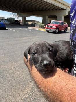 Mixed Breed Dogs Available for Adoption - Marble | PetCurious