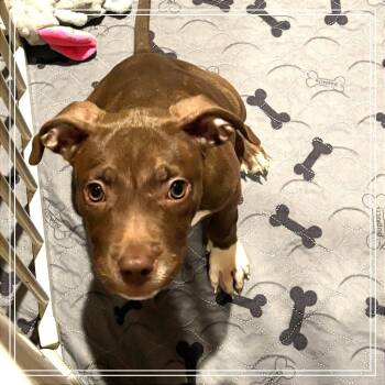 Cheyenne -  American Staffordshire Terrier Dog for Adoption in Monroe, Michigan - Cheyenne | PetCurious