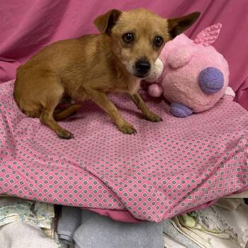A614168 -  Chihuahua Dog for Adoption in Modesto, California - A614168 | PetCurious