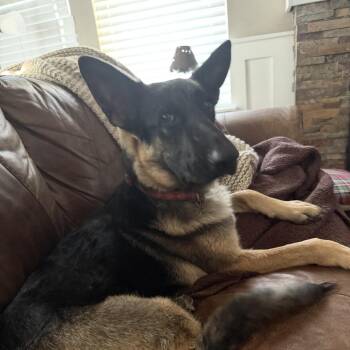 Juneau -  German Shepherd Dog Dog for Adoption in Denver, Colorado - Juneau | PetCurious