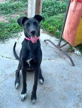 Kai -  Great Dane and Husky Dog for Adoption in Lincoln, Nebraska - Kai | PetCurious