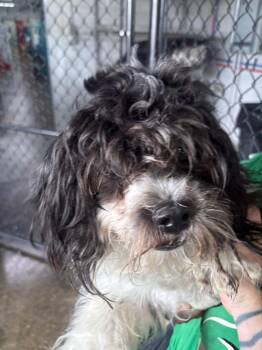 Sophie -  Shih Tzu and Mixed Breed Dog for Adoption in Warren, Michigan - Sophie | PetCurious