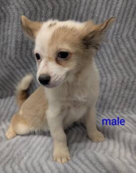 Papillon and Mixed Breed Dogs Available for Adoption - Sean | PetCurious