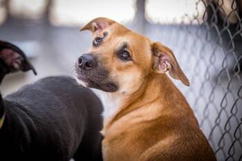 Copper -  Labrador Retriever and Corgi Dog for Adoption in Twentynine Palms, California - Copper | PetCurious