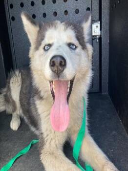 CREME -  Siberian Husky Dog for Adoption in Camarillo, California - CREME | PetCurious