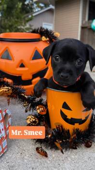 Mr. Smee -  Chiweenie Dog for Adoption in Walker, Louisiana - Mr. Smee | PetCurious