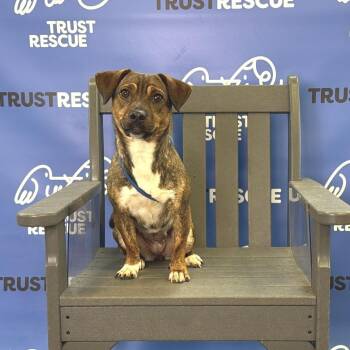CHESSIE -  Terrier Dog for Adoption in Waterford, New Jersey - CHESSIE | PetCurious