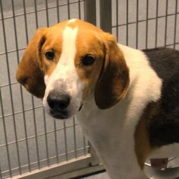 Hound Dogs Available for Adoption in Fredericksburg, Virginia - 26-00590 | PetCurious