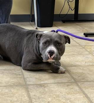 Pit Bull Terrier Dogs Available for Adoption - TWIDDLE DUM | PetCurious