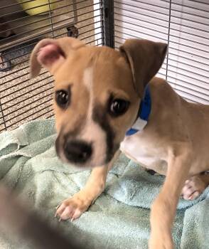Terrier Dogs Available for Adoption in Parma, Ohio - Mariano | PetCurious